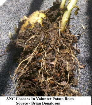 Worm Cocoons ANC In Potato Roots                                